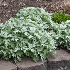'Silver Lining' Wormwood (Artemisia) -GREAT GARDEN PLANTS Artemisia Silver Lining 3