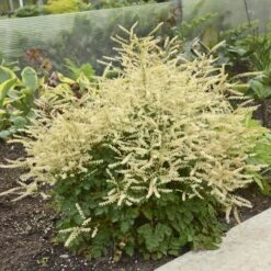 'Chantilly Lace' Goatsbeard -GREAT GARDEN PLANTS Aruncus Chantilly Lace 1 P sw
