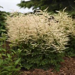 'Chantilly Lace' Goatsbeard -GREAT GARDEN PLANTS Aruncus Chantilly Lace 2 P sw
