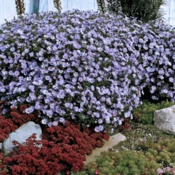 ‘Wood’s Blue’ Aster