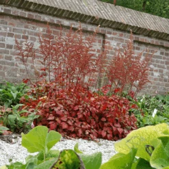 Color Flash® Astilbe -GREAT GARDEN PLANTS AstilbeColorFlash 070827gbv003