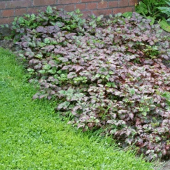 Color Flash® Astilbe -GREAT GARDEN PLANTS AstilbeColorFlash 100615gbv001