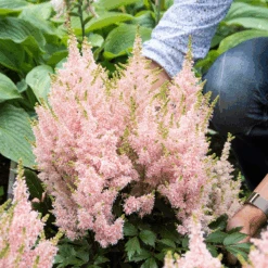 'Youniqe Salmon' Astilbe -GREAT GARDEN PLANTS AstilbeYouniqueSalmon 160622cre002