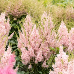 'Youniqe Salmon' Astilbe -GREAT GARDEN PLANTS AstilbeYouniqueSalmon 160622cre007