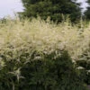 'Bridal Veil' Astilbe