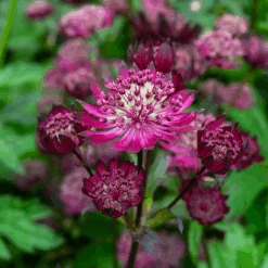 'Sparkling Stars Red' Masterwort