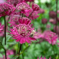 'Sparkling Stars Red' Masterwort -GREAT GARDEN PLANTS AstrantiaSparklingStarsRedwithbee 220607gbo025