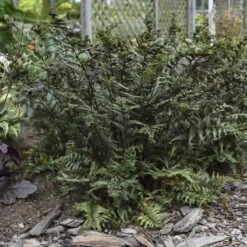 'Crested Surf' Japanese Painted Fern -GREAT GARDEN PLANTS Athyrium niponicum Crested Surf 1 P sw