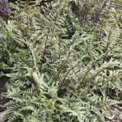'Crested Surf' Japanese Painted Fern -GREAT GARDEN PLANTS Athyrium niponicum Crested Surf 2 P sw
