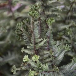'Crested Surf' Japanese Painted Fern -GREAT GARDEN PLANTS Athyrium niponicum Crested Surf 3 P sw