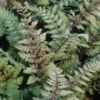 'Regal Red' Japanese Painted Fern (Athyrium)