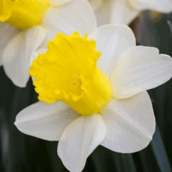 'Attraction' Trumpet Daffodil (Narcissus)