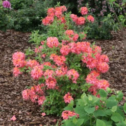 Sweet Reward™ Coral Azalea -GREAT GARDEN PLANTS AzaleaSweetRewardCoralIMG 7394 800x800 41c3acb
