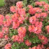 Sweet Reward™ Coral Azalea