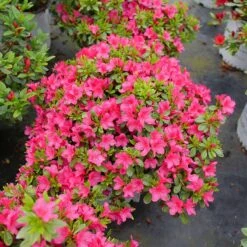 Perfecto Mundo Fuchsia Carpet™ Azalea -GREAT GARDEN PLANTS Azalea Perfect Mundo Fuchsia Carpet P1162212 800 800 60