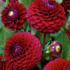 'Babette' Dahlia