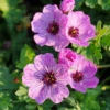 'Ballerina' Cranesbill (Geranium)