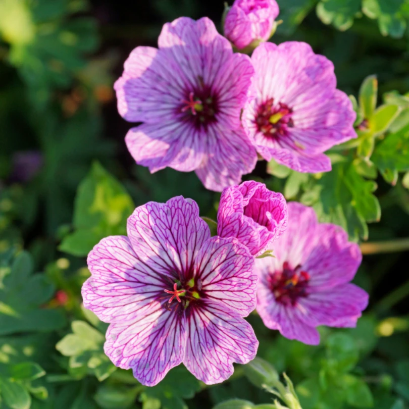 'Ballerina' Cranesbill (Geranium) 1 'Ballerina' Cranesbill (Geranium)