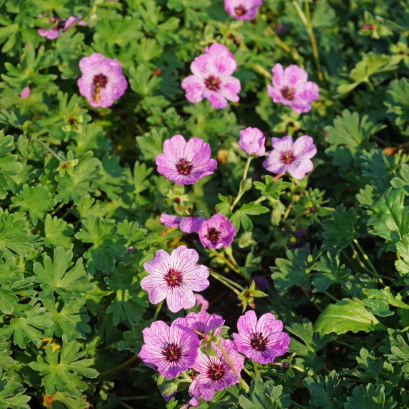 'Ballerina' Cranesbill (Geranium) 2 'Ballerina' Cranesbill (Geranium) - Image 2