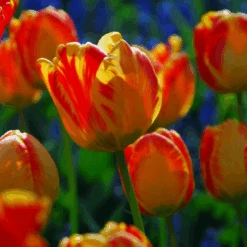 'Banja Luka' Tulip -GREAT GARDEN PLANTS BanjaLuka Tulip 2