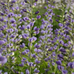 Decadence® 'Blue Bubbly' False Indigo 6 Decadence® 'Blue Bubbly' False Indigo -GREAT GARDEN PLANTS Baptisia BlueBubbly FalseIndigo 2