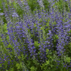 Decadence® 'Blueberry Sundae' False Indigo
