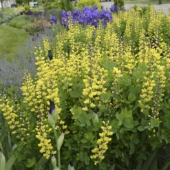 Decadence® 'Lemon Meringue' False Indigo -GREAT GARDEN PLANTS Baptisia LemonMeringue FalseIndigo 1