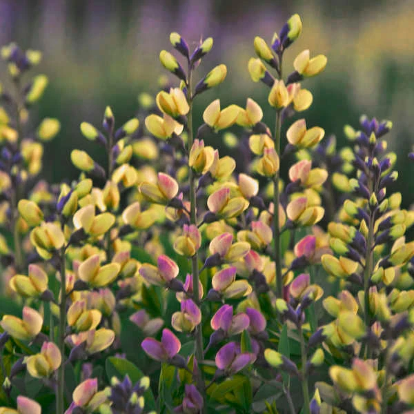 Decadence® 'Pink Lemonade' False Indigo 1 Decadence® 'Pink Lemonade' False Indigo