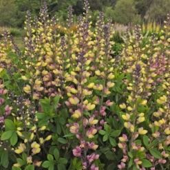 Decadence® 'Pink Lemonade' False Indigo 6 Decadence® 'Pink Lemonade' False Indigo -GREAT GARDEN PLANTS Baptisia PinkLemonade FalseIndigo 2
