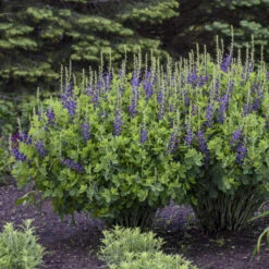 Decadence® 'Sparkling Sapphires' False Indigo -GREAT GARDEN PLANTS Baptisia SparklingSapphires FalseIndigo 2