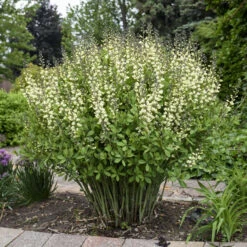 Decadence® 'Vanilla Cream' False Indigo -GREAT GARDEN PLANTS Baptisia VanillaCream FalseIndigo 2
