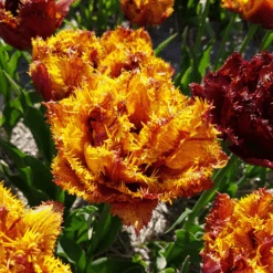 'Bastia' Fringed Tulip