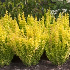 Sunjoy Gold Pillar® Barberry -GREAT GARDEN PLANTS Berberis Sunjoy Gold Pillar 4
