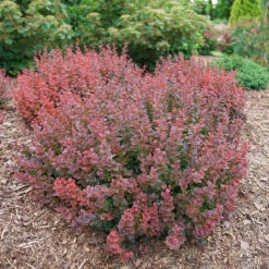 Sunjoy Mini Maroon® Barberry -GREAT GARDEN PLANTS Berberis Sunjoy Mini Maroon 1 P