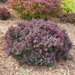 Sunjoy Mini Maroon® Barberry -GREAT GARDEN PLANTS Berberis Sunjoy Mini Maroon 4 P