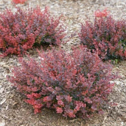 Sunjoy Mini Maroon® Barberry -GREAT GARDEN PLANTS Berberis Sunjoy Mini Maroon 5 P