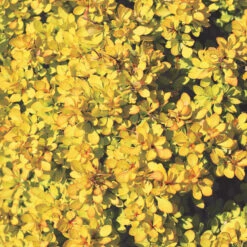 Sunjoy® Mini Saffron Barberry -GREAT GARDEN PLANTS Berberis Sunjoy Mini Saffron 1