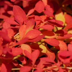 Sunjoy Neo® Barberry