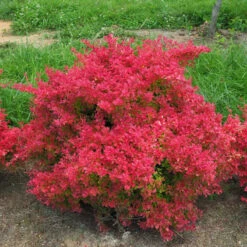 Sunjoy Neo® Barberry -GREAT GARDEN PLANTS Berberis Sunjoy Neo 3
