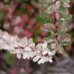 Sunjoy Sequins® Barberry