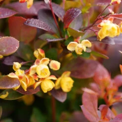 Sunjoy Todo® Barberry -GREAT GARDEN PLANTS Berberis Sunjoy Todo 3