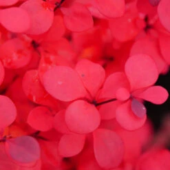 Sunjoy Todo® Barberry -GREAT GARDEN PLANTS Berberis Sunjoy Todo 4