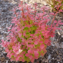 Sunjoy Orange Pillar™ Barberry -GREAT GARDEN PLANTS BerberisSunjoyOrangePillarP1106756 1080x1080 08a64df