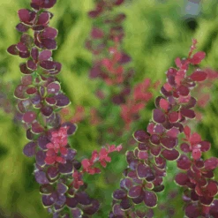 Sunjoy® Tangelo™ Barberry -GREAT GARDEN PLANTS BerberisSunjoyTangeloIMG 7911 800x800 55b5c5b