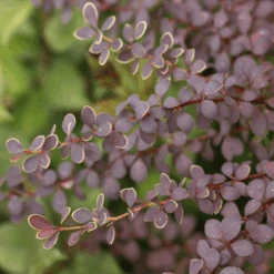 Sunjoy® Tangelo™ Barberry -GREAT GARDEN PLANTS BerberisSunjoyTangeloIMG 8161 800x800 4a26f60