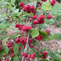 Berry Scape™ Red Aronia