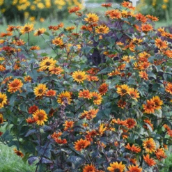 'Bleeding Hearts' False Sunflower (Heliopsis) -GREAT GARDEN PLANTS Bleeding Hearts False Sunflower Heliopsis 2