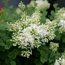Bloomerang Showmound™ Reblooming Lilac (Syringa) -GREAT GARDEN PLANTS BloomerangShowmound RebloomingLilac Syringa 1