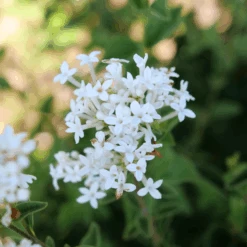 Bloomerang Showmound™ Reblooming Lilac (Syringa) -GREAT GARDEN PLANTS BloomerangShowmound RebloomingLilac Syringa 4