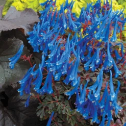 'Blue Heron' Fumewort (Corydalis) -GREAT GARDEN PLANTS BlueHeron Fumewort Corydalis